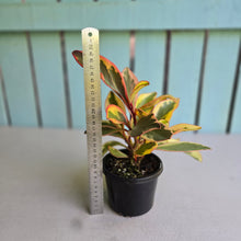 Load image into Gallery viewer, #6 Peperomia Jelly