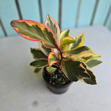 Load image into Gallery viewer, #6 Peperomia Jelly