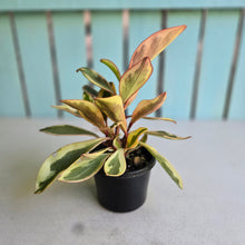 Load image into Gallery viewer, #6 Peperomia Jelly