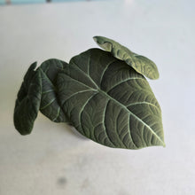 Load image into Gallery viewer, #G3 Alocasia Maharani