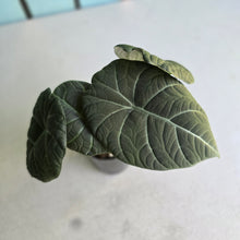 Load image into Gallery viewer, #G3 Alocasia Maharani