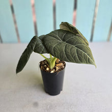 Load image into Gallery viewer, #G3 Alocasia Maharani