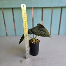 Load image into Gallery viewer, #G3 Alocasia Maharani