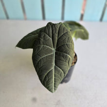 Load image into Gallery viewer, #G3 Alocasia Maharani