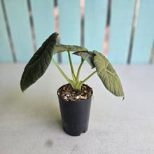 Load image into Gallery viewer, #G3 Alocasia Maharani