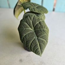 Load image into Gallery viewer, #G3 Alocasia Maharani