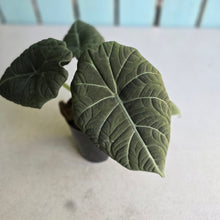 Load image into Gallery viewer, #W10 Alocasia Maharani