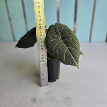 Load image into Gallery viewer, #W10 Alocasia Maharani