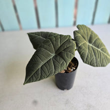 Load image into Gallery viewer, #W10 Alocasia Maharani