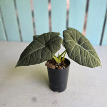 Load image into Gallery viewer, #W10 Alocasia Maharani