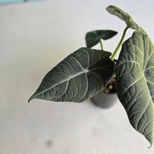 Load image into Gallery viewer, #W10 Alocasia Maharani