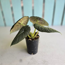 Load image into Gallery viewer, #W10 Alocasia Maharani