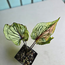 Load image into Gallery viewer, #W29 Caladium