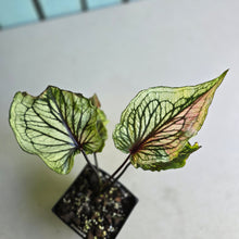 Load image into Gallery viewer, #W29 Caladium