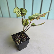 Load image into Gallery viewer, #W29 Caladium