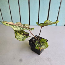 Load image into Gallery viewer, #W29 Caladium