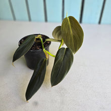 Load image into Gallery viewer, #J1 Philodendron Gigas