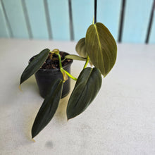 Load image into Gallery viewer, #J1 Philodendron Gigas