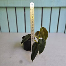 Load image into Gallery viewer, #J1 Philodendron Gigas
