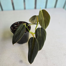 Load image into Gallery viewer, #J1 Philodendron Gigas