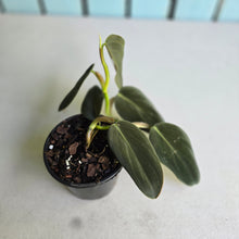 Load image into Gallery viewer, #J1 Philodendron Gigas