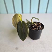 Load image into Gallery viewer, #J1 Philodendron Gigas