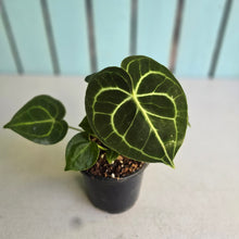 Load image into Gallery viewer, #G27 Anthurium Clarinervium
