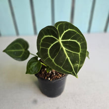 Load image into Gallery viewer, #G27 Anthurium Clarinervium