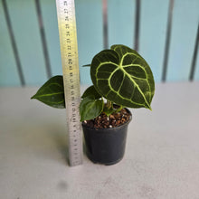Load image into Gallery viewer, #G27 Anthurium Clarinervium