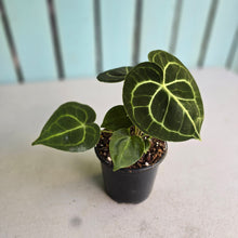 Load image into Gallery viewer, #G27 Anthurium Clarinervium