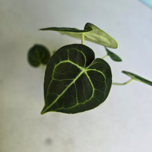 Load image into Gallery viewer, #G27 Anthurium Clarinervium