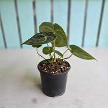 Load image into Gallery viewer, #G27 Anthurium Clarinervium