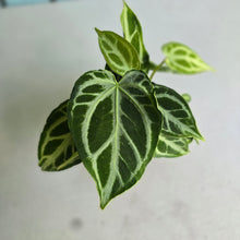 Load image into Gallery viewer, #139 Multi-headed, Thick Veined Anthurium Crystallinum x