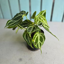 Load image into Gallery viewer, #139 Multi-headed, Thick Veined Anthurium Crystallinum x