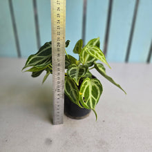 Load image into Gallery viewer, #139 Multi-headed, Thick Veined Anthurium Crystallinum x
