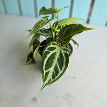 Load image into Gallery viewer, #139 Multi-headed, Thick Veined Anthurium Crystallinum x
