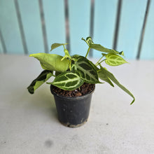 Load image into Gallery viewer, #139 Multi-headed, Thick Veined Anthurium Crystallinum x