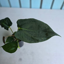 Load image into Gallery viewer, #H47 Anthurium Portillae