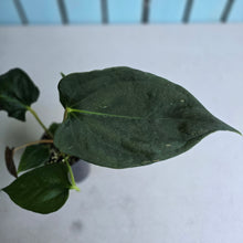 Load image into Gallery viewer, #H47 Anthurium Portillae