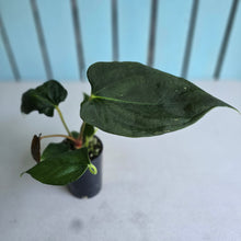 Load image into Gallery viewer, #H47 Anthurium Portillae