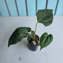 Load image into Gallery viewer, #H47 Anthurium Portillae