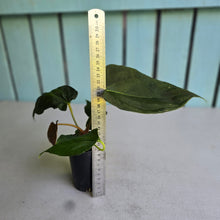 Load image into Gallery viewer, #H47 Anthurium Portillae