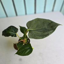 Load image into Gallery viewer, #H47 Anthurium Portillae