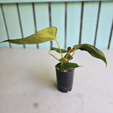 Load image into Gallery viewer, #H47 Anthurium Portillae