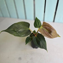 Load image into Gallery viewer, #B43 Anthurium Portillae