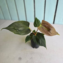 Load image into Gallery viewer, #B43 Anthurium Portillae