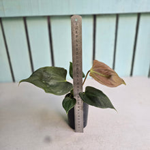 Load image into Gallery viewer, #B43 Anthurium Portillae