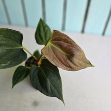 Load image into Gallery viewer, #B43 Anthurium Portillae