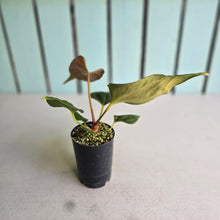Load image into Gallery viewer, #B43 Anthurium Portillae