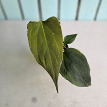 Load image into Gallery viewer, #H38 Anthurium Portillae